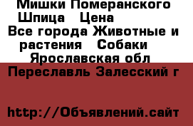 Мишки Померанского Шпица › Цена ­ 60 000 - Все города Животные и растения » Собаки   . Ярославская обл.,Переславль-Залесский г.